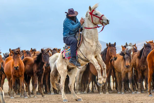Dzikie Konie Alias Ylk Atlar Uciekają Wolności Zrobione Pobliżu Wioski — Zdjęcie stockowe