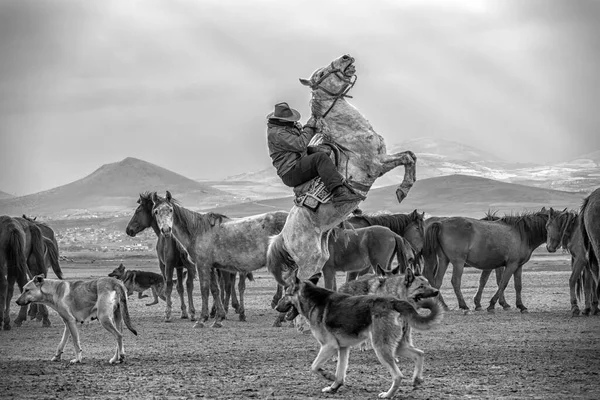 stock image Wild horses (aka Ylk Atlar) are running to freedom. Taken near Hrmetci Village, between Cappadocia and Kayseri, Turkey.