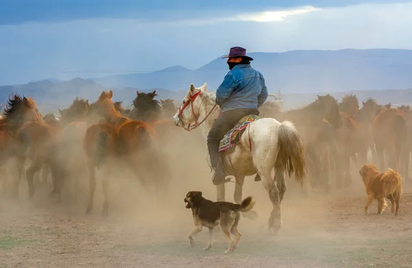 Cavalli Selvatici Alias Ylk Atlar Stanno Correndo Verso Libertà Preso — Foto Stock