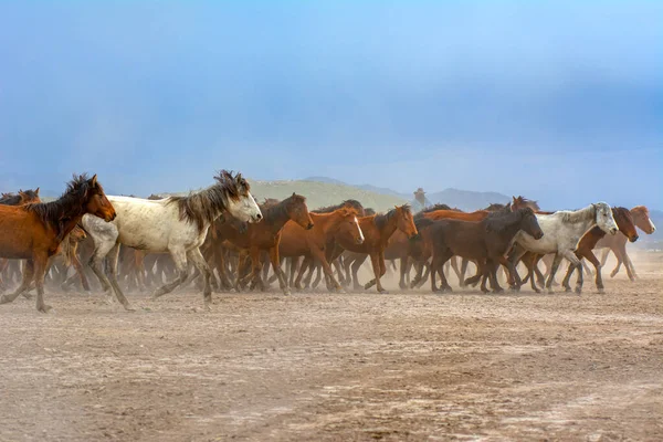 Divocí Koně Také Známa Jako Ylk Atlar Utíkají Svobodu Pořízeno — Stock fotografie