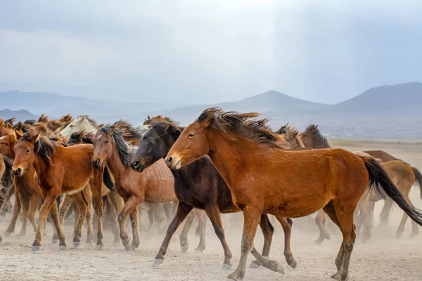 Divocí Koně Také Známa Jako Ylk Atlar Utíkají Svobodu Pořízeno — Stock fotografie