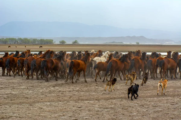 Vahşi atlar (nam-ı diğer Ylk Atlar) özgürlüğe koşuyorlar. Kapadokya ile Kayseri arasında, Hrmetci Köyü yakınlarında çekildi.