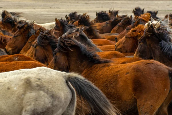 Cavalos Selvagens Também Conhecido Como Ylk Atlar Estão Correndo Para — Fotografia de Stock