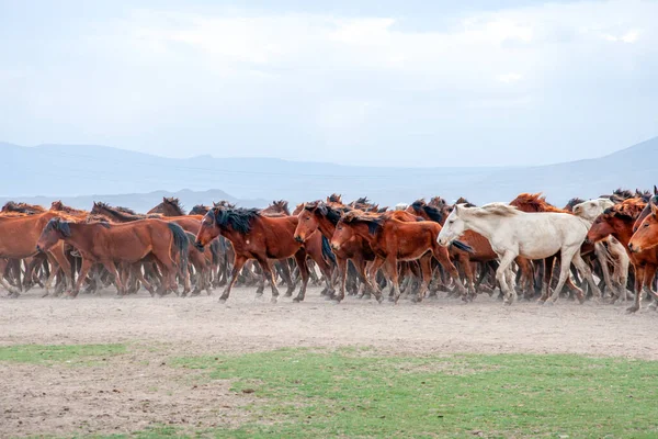 Vahşi Atlar Nam Diğer Ylk Atlar Özgürlüğe Koşuyorlar Kapadokya Ile — Stok fotoğraf