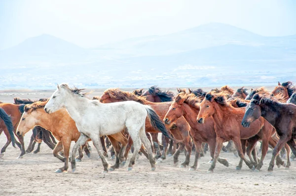 stock image Wild horses (aka Ylk Atlar) are running to freedom. Taken near Hrmetci Village, between Cappadocia and Kayseri, Turkey.