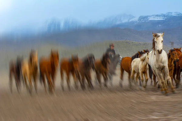 野生の馬 別名Ylk Atlar は自由へと走っています トルコのカッパドキアとカセリの間のヘルメッティ村付近で撮影 ストック画像