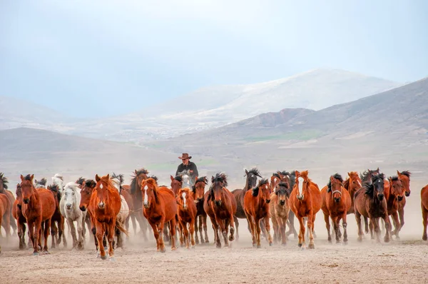 野生の馬 別名Ylk Atlar は自由へと走っています トルコのカッパドキアとカセリの間のヘルメッティ村付近で撮影 ロイヤリティフリーのストック写真
