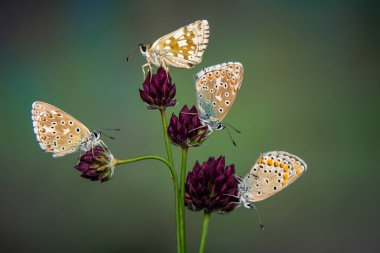 Makro çekimler, güzel doğa sahneleri. Yaklaş, güzel kelebek yaz bahçesindeki çiçekte oturuyor..