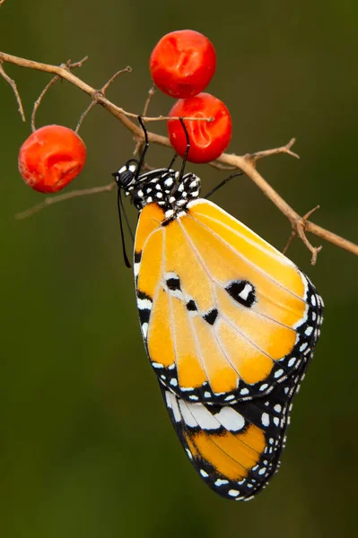 Fotos Macro Hermosa Escena Naturaleza Primer Plano Hermosa Mariposa Sentada — Foto de Stock