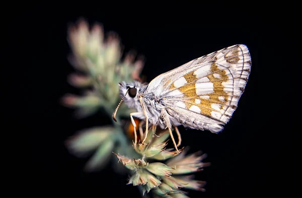 Fotos Macro Hermosa Escena Naturaleza Primer Plano Hermosa Mariposa Sentada — Foto de Stock