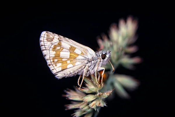 Makró Felvételek Gyönyörű Természeti Jelenet Szekrény Gyönyörű Pillangó Virág Egy — Stock Fotó