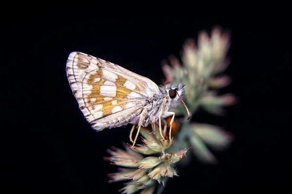 Makroaufnahmen Schöne Naturszene Nahaufnahme Schöner Schmetterling Sitzt Auf Der Blume — Stockfoto