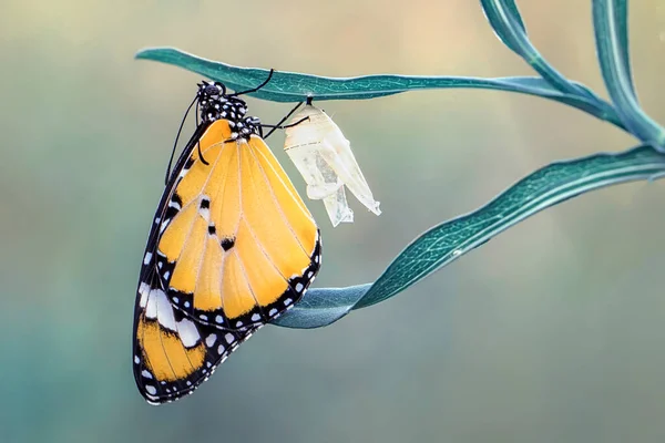 Strzały Makro Piękna Scena Natury Zbliżenie Piękny Motyl Siedzi Kwiat Obraz Stockowy