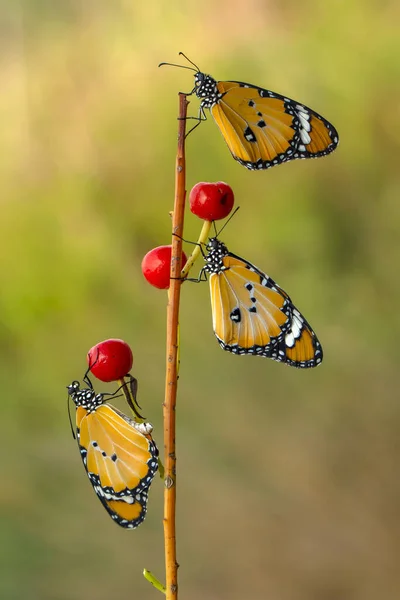 Makroaufnahmen Schöne Naturszene Nahaufnahme Schöner Schmetterling Sitzt Auf Der Blume lizenzfreie Stockbilder