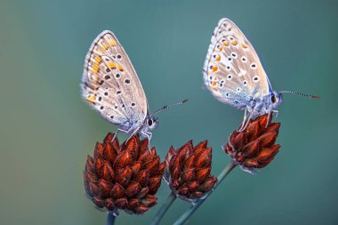 Makro çekimler, güzel doğa sahneleri. Yaklaş, güzel kelebek yaz bahçesindeki çiçekte oturuyor..