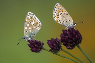 Makro çekimler, güzel doğa sahneleri. Yaklaş, güzel kelebek yaz bahçesindeki çiçekte oturuyor..