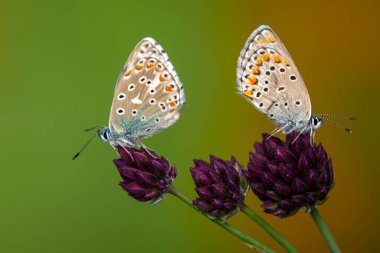 Makro çekimler, güzel doğa sahneleri. Yaklaş, güzel kelebek yaz bahçesindeki çiçekte oturuyor..