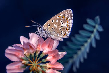 Makro çekimler, güzel doğa sahneleri. Yaklaş, güzel kelebek yaz bahçesindeki çiçekte oturuyor..