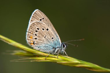 Makro çekimler, güzel doğa sahneleri. Yaklaş, güzel kelebek yaz bahçesindeki çiçekte oturuyor..