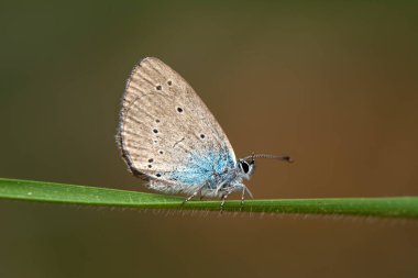 Makro çekimler, güzel doğa sahneleri. Yaklaş, güzel kelebek yaz bahçesindeki çiçekte oturuyor..