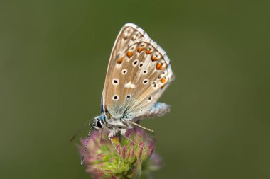 Makro çekimler, güzel doğa sahneleri. Yaklaş, güzel kelebek yaz bahçesindeki çiçekte oturuyor..