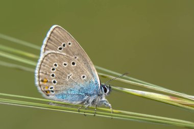 Makro çekimler, güzel doğa sahneleri. Yaklaş, güzel kelebek yaz bahçesindeki çiçekte oturuyor..