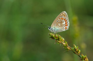 Makro çekimler, güzel doğa sahneleri. Yaklaş, güzel kelebek yaz bahçesindeki çiçekte oturuyor..