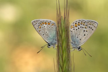 Makro çekimler, güzel doğa sahneleri. Yaklaş, güzel kelebek yaz bahçesindeki çiçekte oturuyor..