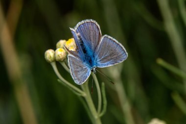 Makro çekimler, güzel doğa sahneleri. Yaklaş, güzel kelebek yaz bahçesindeki çiçekte oturuyor..