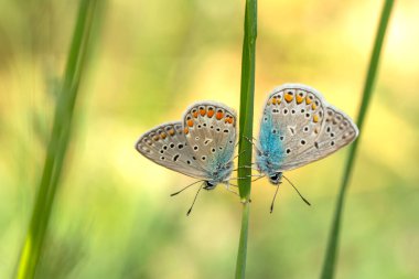 Makro çekimler, güzel doğa sahneleri. Yaklaş, güzel kelebek yaz bahçesindeki çiçekte oturuyor..