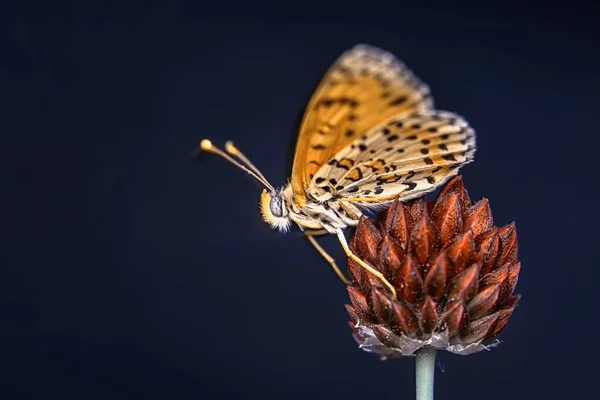 マクロショット 美しい自然シーン 夏の庭で花に座っている美しい蝶を閉じます — ストック写真