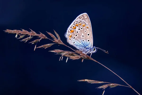 Macro Shots Prachtige Natuur Scene Close Mooie Vlinder Zittend Bloem — Stockfoto