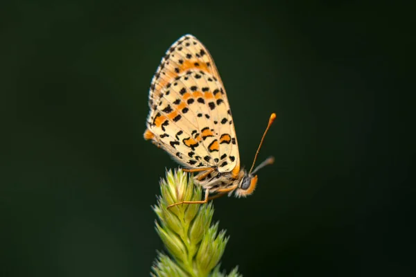 Makro Záběry Krásná Přírodní Scéna Closeup Krásný Motýl Sedí Květině — Stock fotografie