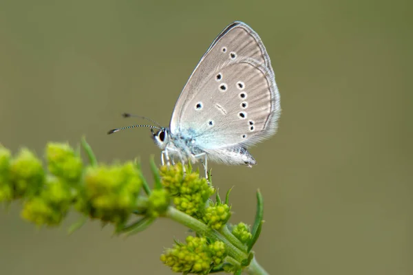 Makro Záběry Krásná Přírodní Scéna Closeup Krásný Motýl Sedí Květině — Stock fotografie