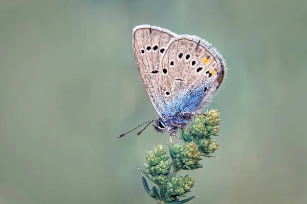 Strzały Makro Piękna Scena Natury Zbliżenie Piękny Motyl Siedzi Kwiat — Zdjęcie stockowe