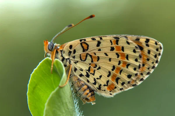 Makroaufnahmen Schöne Naturszene Nahaufnahme Schöner Schmetterling Sitzt Auf Der Blume — Stockfoto