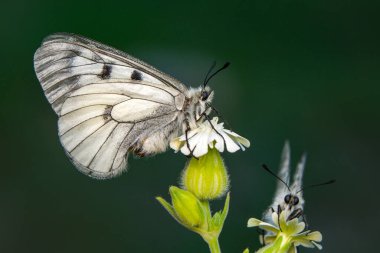 Makro çekimler, güzel doğa sahneleri. Yaklaş, güzel kelebek yaz bahçesindeki çiçekte oturuyor..