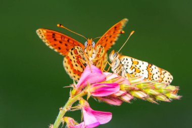 Makro çekimler, güzel doğa sahneleri. Yaklaş, güzel kelebek yaz bahçesindeki çiçekte oturuyor..
