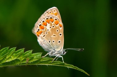 Makro çekimler, güzel doğa sahneleri. Yaklaş, güzel kelebek yaz bahçesindeki çiçekte oturuyor..