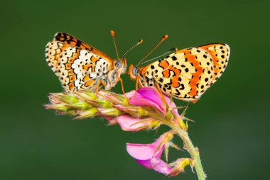 Makro çekimler, güzel doğa sahneleri. Yaklaş, güzel kelebek yaz bahçesindeki çiçekte oturuyor..