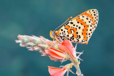Makro çekimler, güzel doğa sahneleri. Yaklaş, güzel kelebek yaz bahçesindeki çiçekte oturuyor..
