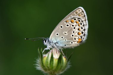 Makro çekimler, güzel doğa sahneleri. Yaklaş, güzel kelebek yaz bahçesindeki çiçekte oturuyor..