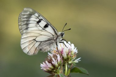 Makro çekimler, güzel doğa sahneleri. Yaklaş, güzel kelebek yaz bahçesindeki çiçekte oturuyor..