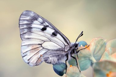 Makro çekimler, güzel doğa sahneleri. Yaklaş, güzel kelebek yaz bahçesindeki çiçekte oturuyor..