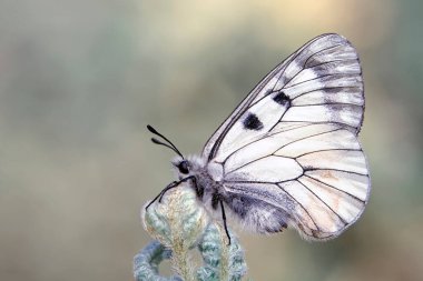 Makro çekimler, güzel doğa sahneleri. Yaklaş, güzel kelebek yaz bahçesindeki çiçekte oturuyor..