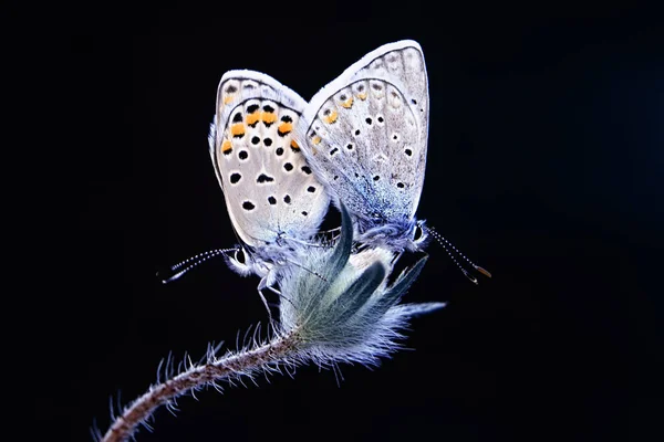 Macro Shots Belle Scène Nature Gros Plan Beau Papillon Assis — Photo
