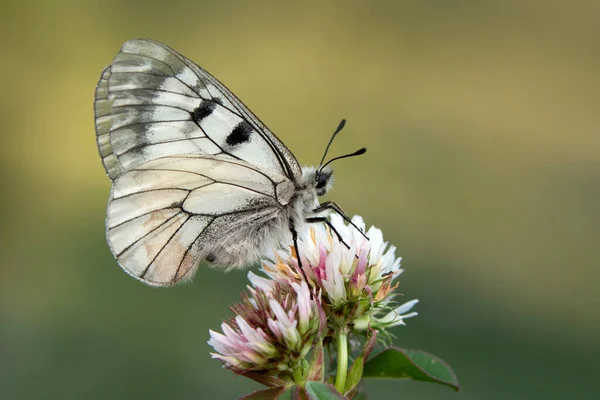 매크로 아름다운 정원의 아름다운 나비를 클로즈업하는 — 스톡 사진
