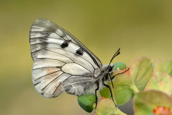 Makro Çekimler Güzel Doğa Sahneleri Yaklaş Güzel Kelebek Yaz Bahçesindeki — Stok fotoğraf