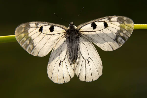 Makroaufnahmen Schöne Naturszene Nahaufnahme Schöner Schmetterling Sitzt Auf Der Blume — Stockfoto