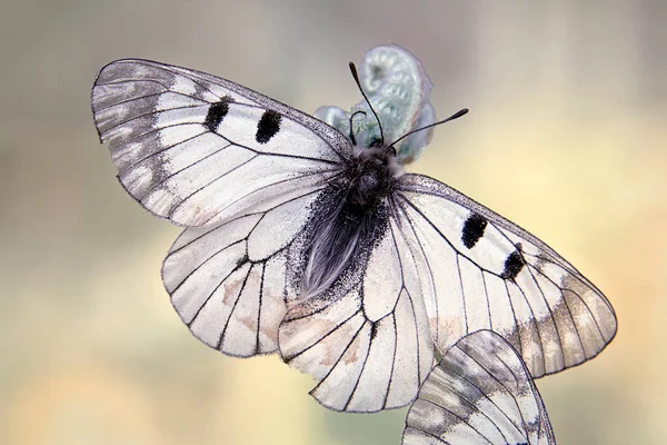 Macro Shots Prachtige Natuur Scene Close Mooie Vlinder Zittend Bloem — Stockfoto